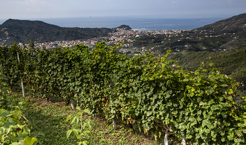 Il paesaggio viticolo della DOC Golfo Tigullio-Portofino o Portofino, Bianchetta Genovese, racconto fotografico di Francesco Zoppi